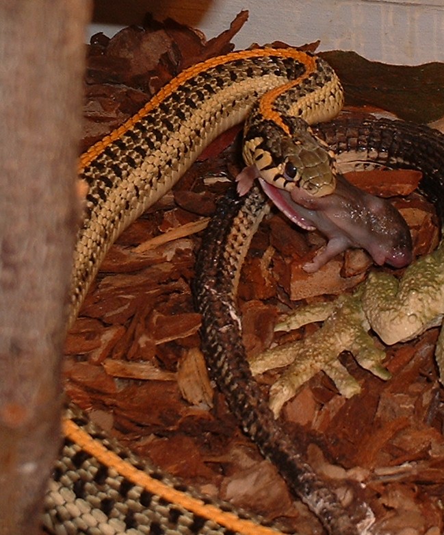 Female, Plains.