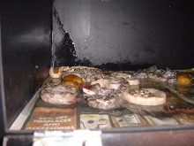First Albino litter