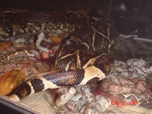 Normal Babies born 3-12-06
