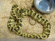 Irian Jaya Jag