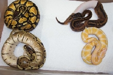 ball herd