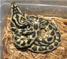 female Irian Jaya