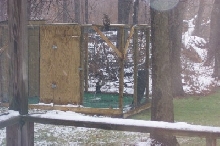 red tail hawk 4