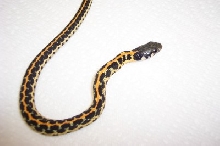 Eastern black neck 1