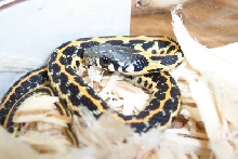eastern black neck 3