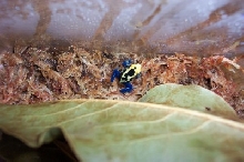 Tinc dart frog 1
