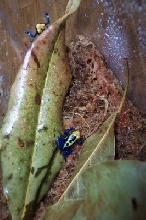 dart frog 2