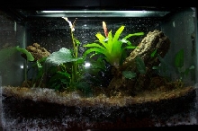 dart frog home