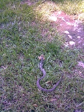 Eastern garter eating toad