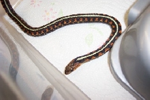 Oregon Red Spotted Female1