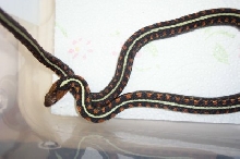 Oregon Red Spotted Female2