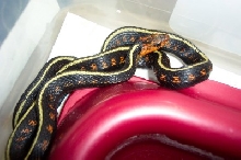 Oregon Red Spotted Male
