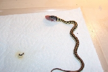 Eastern Black Neck Garter