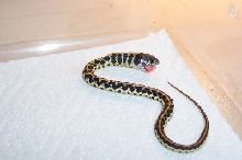Eastern Black neck garter