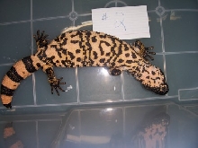 Gila #2