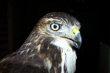 Red Tail Head Shot