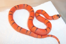 hypo honduran