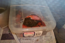hypo hondo laying