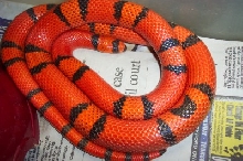 hypo hondo male