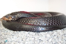 Eastern Indigo