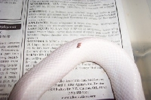 Leucistic texas rat 2