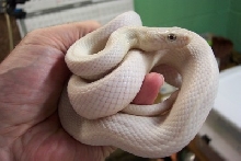 Leucistic texas rat