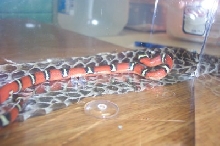 white belly nelsoni