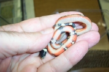 white belly 2