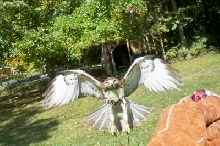 Red tail Hawk