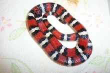 mexican milk X gentilis intergrade1