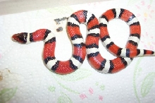 Mexican Milk X gentilis intergrade2
