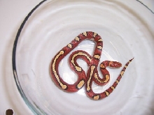 05 Ocean Co. temporalis