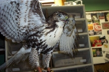 Red Tail Hawk 1