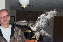 Red Tail Hawk 2