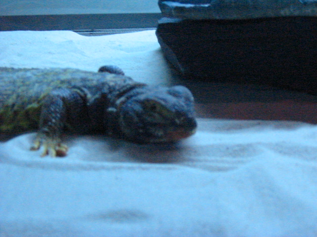 Drako Head