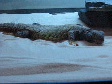 Drako
