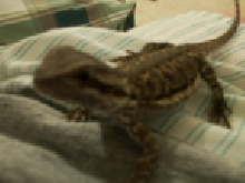 bossk