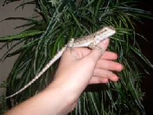 Bossk on my hand