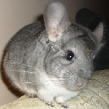 My boy