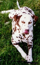 Dakota