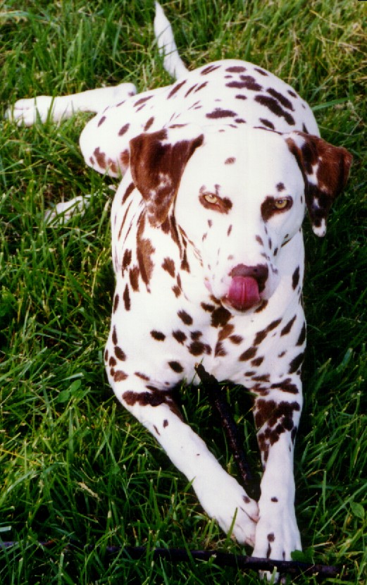 Dakota
