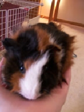 Pooky
