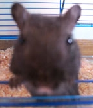 Chubs