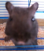 Chubs
