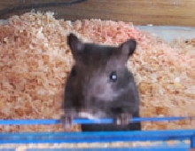 Mr. Lemmiwinks