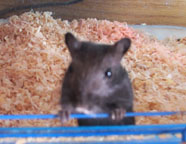 Mr. Lemmiwinks