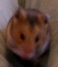 Hammy