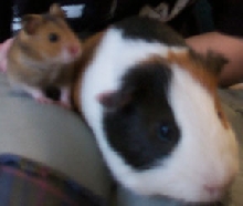 Hamster and Guinea pig
