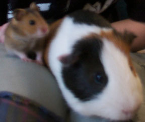 Hamster and Guinea pig
