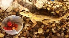 Red headed agama